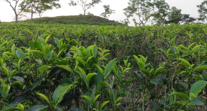  Lakkatura Tea Garden Sylhet