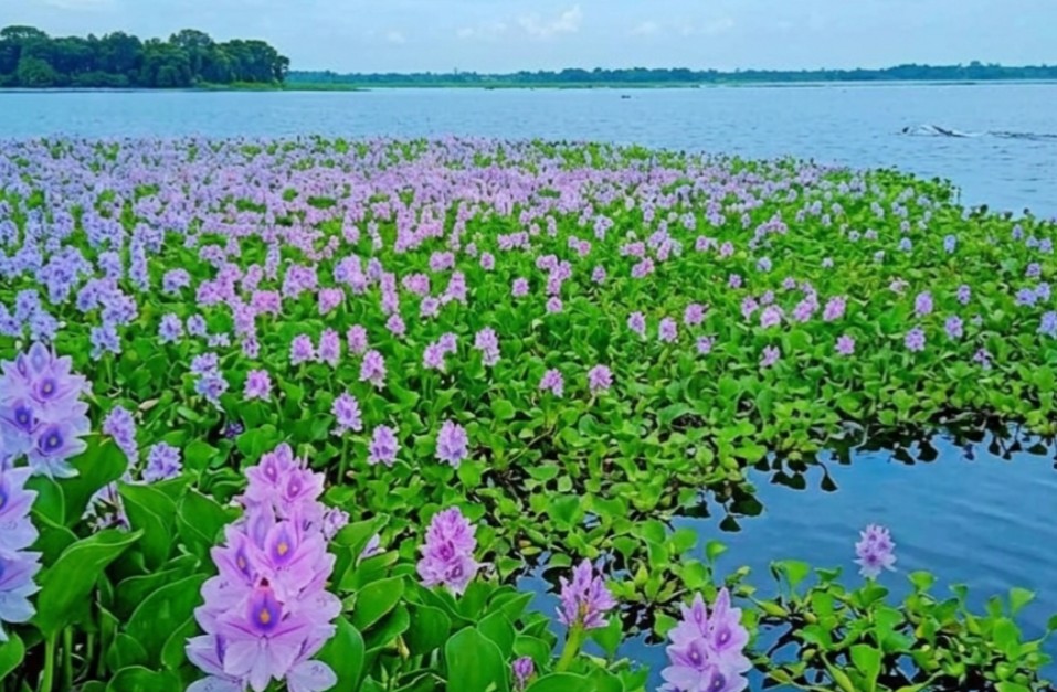 আড়িয়াল বিল মুন্সীগঞ্জ টুরিস্ট স্পট