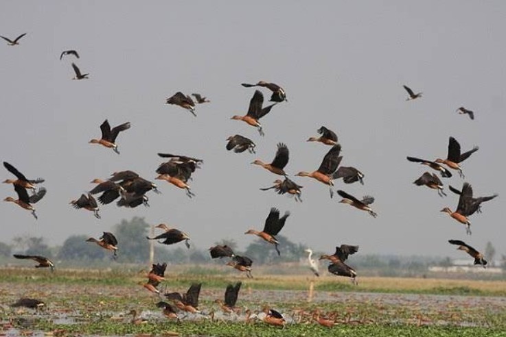 বাইক্কা বিল শ্রীমঙ্গল, মৌলভীবাজার