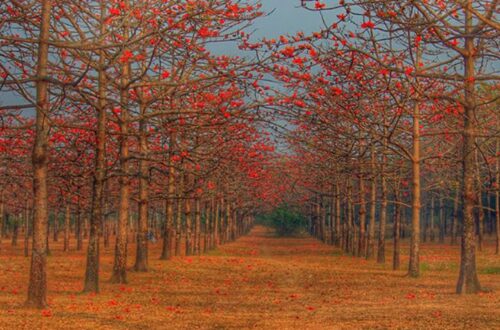 শিমুল বাগান, সুনামগঞ্জ