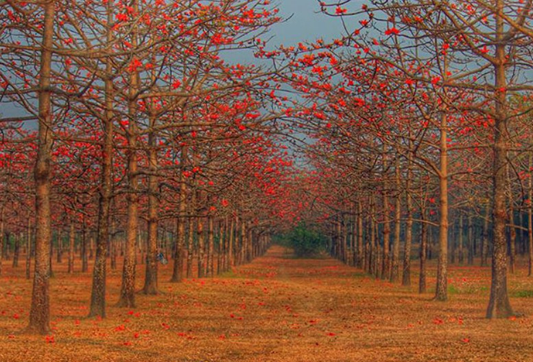 শিমুল বাগান, সুনামগঞ্জ