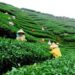 শ্রীমঙ্গলের চা বাগান, মৌলভীবাজার