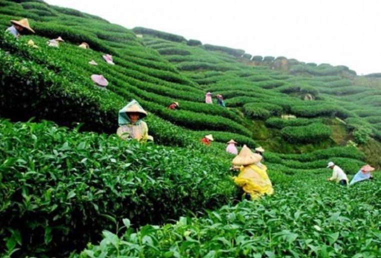 শ্রীমঙ্গলের চা বাগান, মৌলভীবাজার