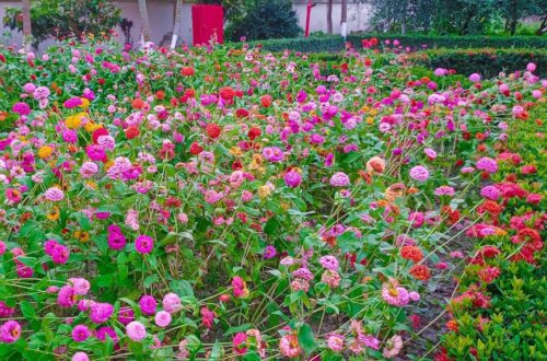 গদখালি ফুলের রাজ্য, বাগান, বাজার যশোর টুরিস্ট স্পট