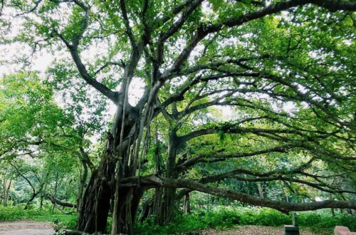 মল্লিকপুর এর বটগাছ ঝিনাইদহ টুরিস্ট স্পট