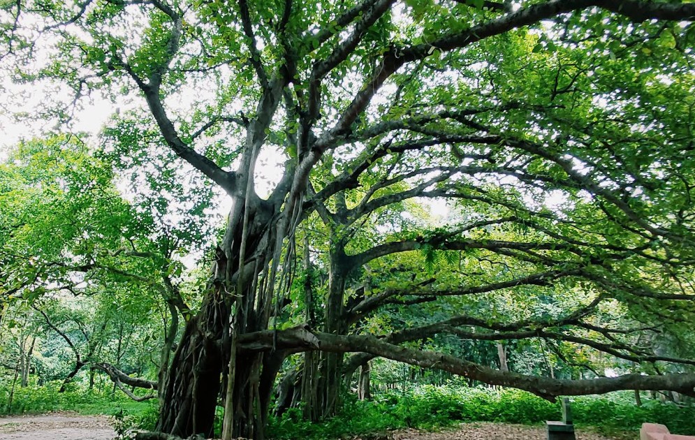 মল্লিকপুর এর বটগাছ ঝিনাইদহ টুরিস্ট স্পট