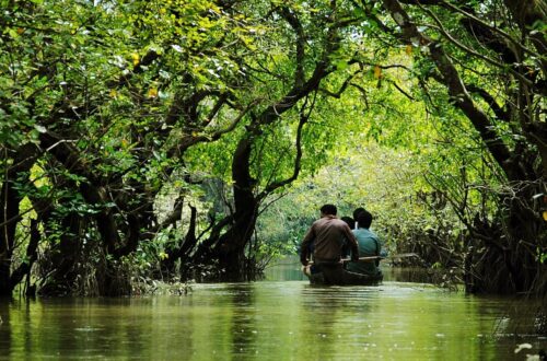 রাতারগুল সোয়াম্প ফরেস্ট, সিলেট