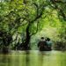রাতারগুল সোয়াম্প ফরেস্ট, সিলেট